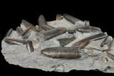 Fossil Belemnite (Paxillosus) Mortality Plate - Germany #129409-2